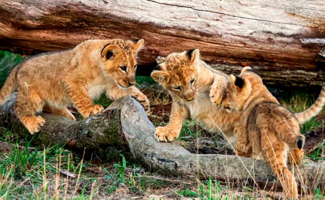 Colo Zanimoland - Colonie de vacances été 2026 Photo séjour Zanimoland