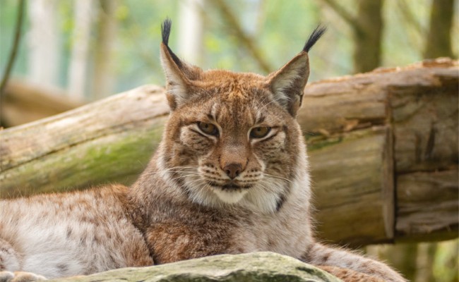 Colo Zanimoland - Colonie de vacances été 2026 Photo séjour Zanimoland