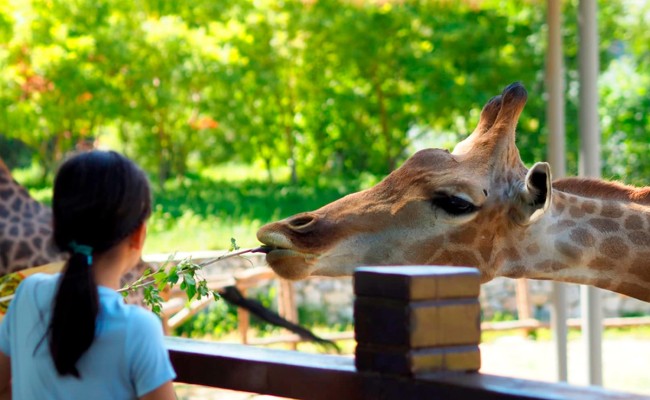 Colo Zanimoland - Colonie de vacances été 2026 Photo séjour Zanimoland