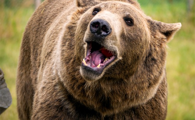 Colo Zanimoland - Colonie de vacances été 2026 Photo séjour Zanimoland