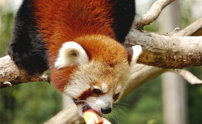 Colo Zanimoland - Colonie de vacances été 2026 Photo séjour Zanimoland