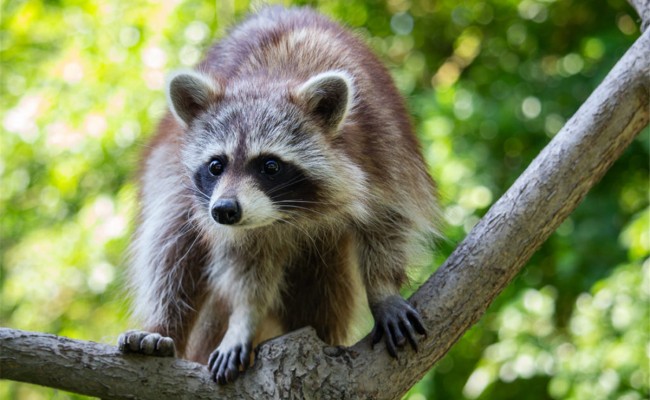 Colo Zanimoland - Colonie de vacances été 2026 Photo séjour Zanimoland