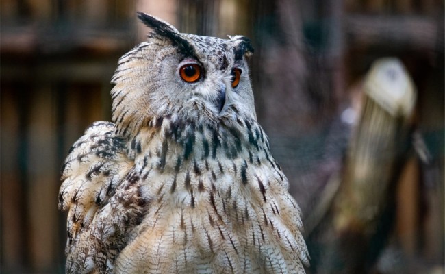 Colo Zanimoland - Colonie de vacances été 2026 Photo séjour Zanimoland
