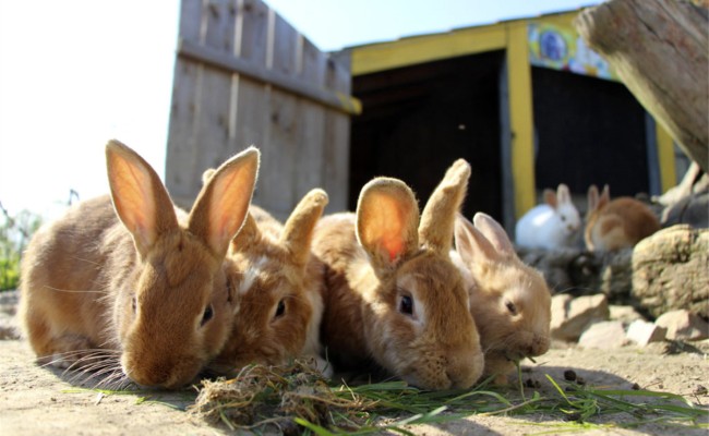 Colo Zanimoland - Colonie de vacances été 2026 Photo séjour Zanimoland